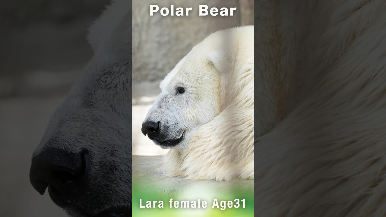 飼育員さんに気づいたララ…扉の前でじーっと待つ♡#ホッキョクグマ #polarbear #shorts