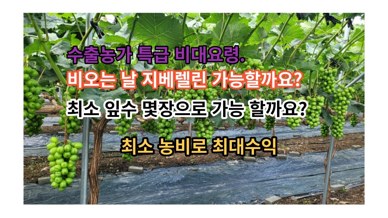 샤인머스켓 수출농가 비대기에 비료 관주방법 및 비오는날 지베린처리 가능한가?#병충해방제#샤인머스켓 #감문농약사#청금농장#물관리#포도#비료#알키우기#비대#당도#일소#축과#김천포도회