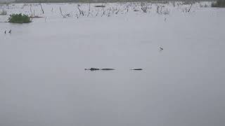 ORLANDO: GO SEE THE GATORS - IT'S FREE by TheBoatBoy 3 views 1 month ago 46 seconds