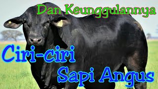 Ciri-ciri sapi angus (Aberdeen Angus) || dan keunggulan sapi angus