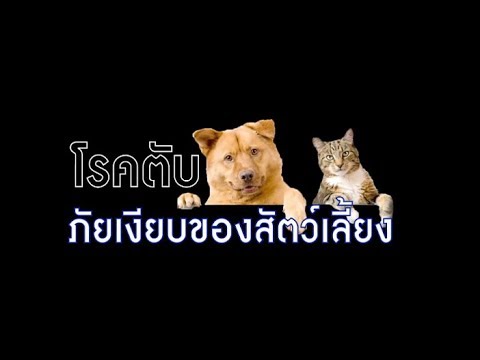 ๑ ในพระราชดำริ โรคตับ ภัยเงียบของสัตว์เลี้ยง 171162