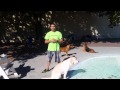 Service Dog Training In Miami: Smart Start Puppies Service Dog Training In Miami: Smart Start Puppies