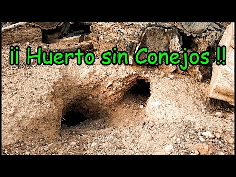 Video: ¿La tierra de diatomeas repelerá a los conejos?