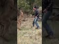 Brave act save dog  photography kangroo shorts