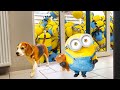 Living Together With Animated Minions in Real Life. Must See!