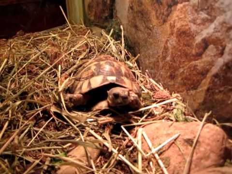 Video: Ero Merikilpikonnien Ja Maakilpikonnien Välillä
