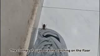 When the cockroach of crawling