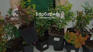 Барбарис. Описание. Посадка. Уход