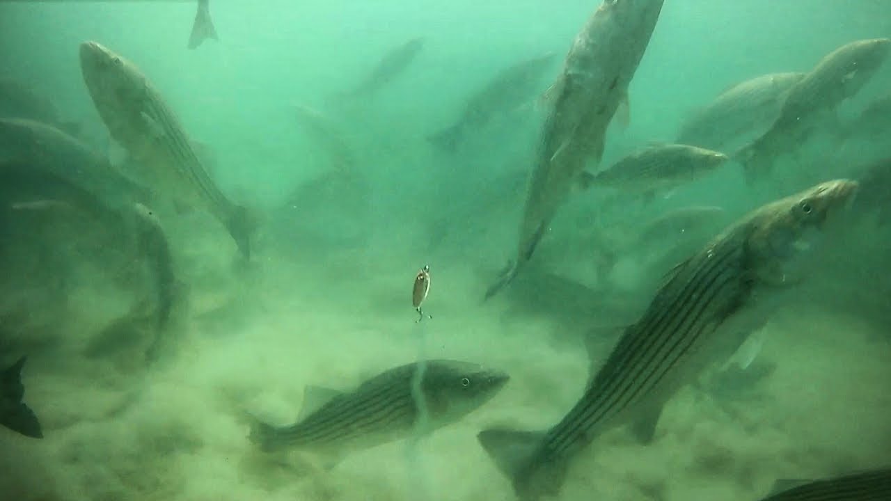The Most Exciting Underwater Striped Bass Footage I've Ever Filmed