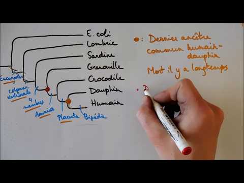 Vidéo: Qu'est-ce qu'un cladogramme d'arbre phylogénétique ?