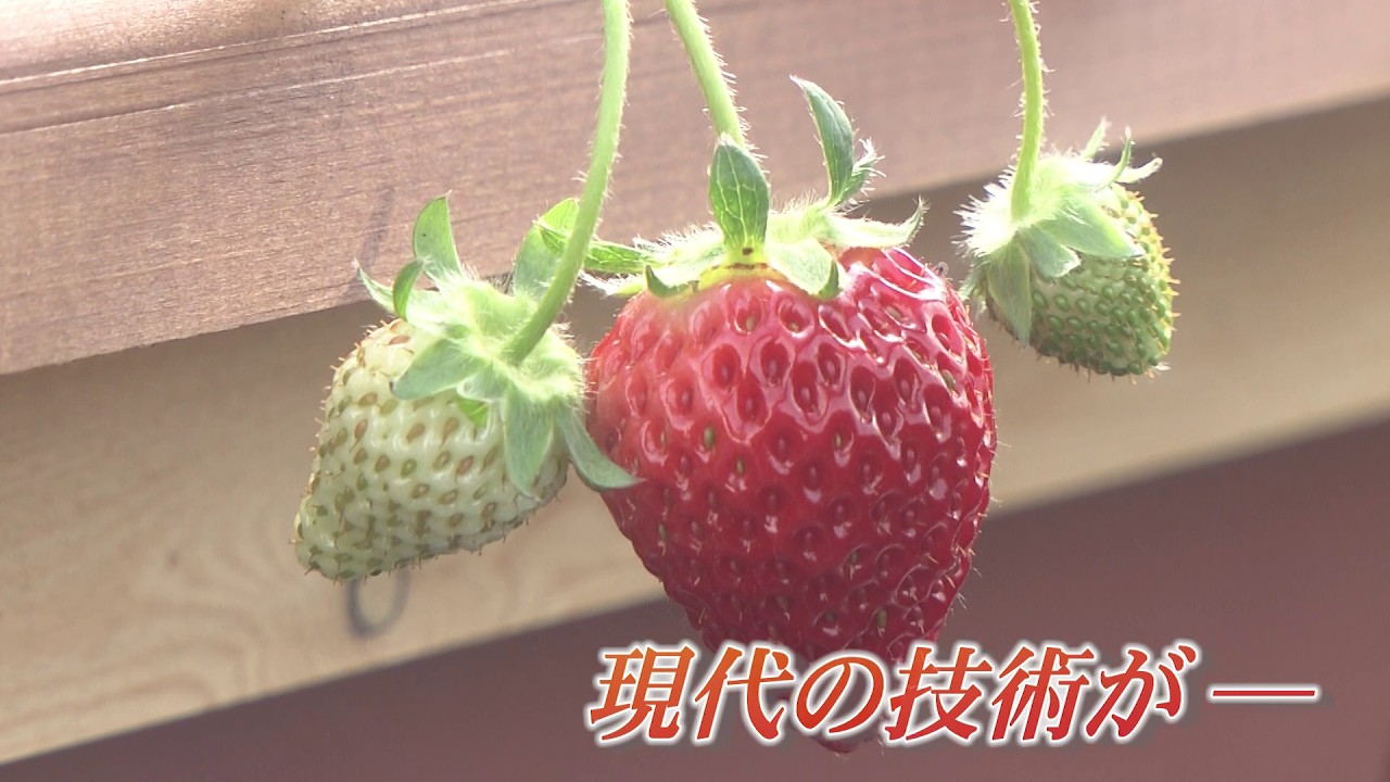 里山に最新技術を　イチゴ栽培のこれから【里山ものがたり168話】