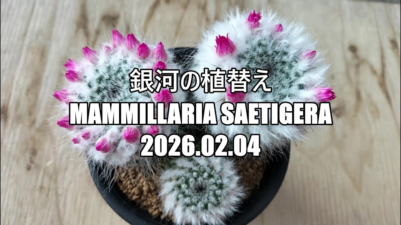 Mammillaria saetigera2026 02 04