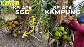 Perbezaan kelapa SGG dan Kampung | Hanani Agro Farm