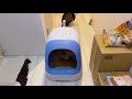 花王ニャンとも清潔トイレセット|多頭飼育|猫トイレ｜おすすめ|おしゃれ|日本花王猫厕所开箱分享（中国語バージョン)