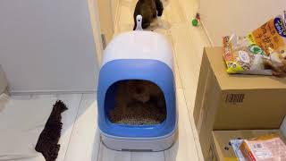 花王ニャンとも清潔トイレセット|多頭飼育|猫トイレ｜おすすめ|おしゃれ|日本花王猫厕所开箱分享（中国語バージョン)