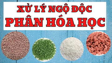 Ngộ độc phân bón | Ngộ độc phân hóa học | Ngộ độc vi lượng | Xử lý ngộ độc phân bón cho cây trồng