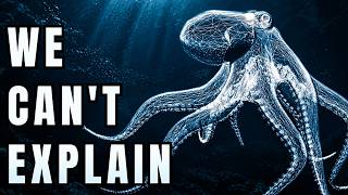 Scientists Just Proved the Octopus Isn't From Earth