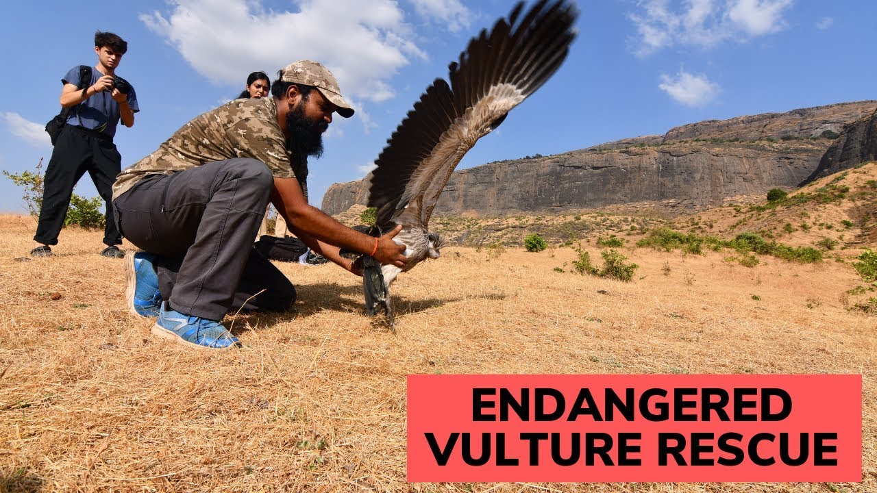 Endangered Vulture Rescue Watch till the end Eco Echo Animal