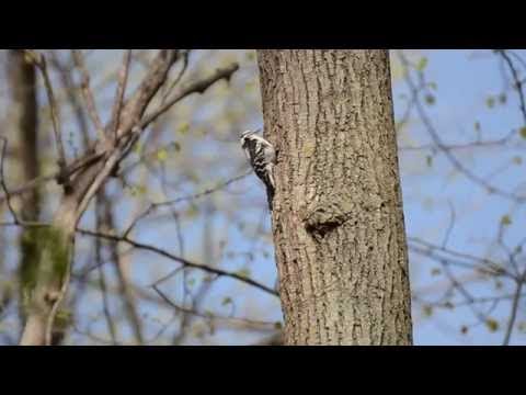 downy woodpecker class