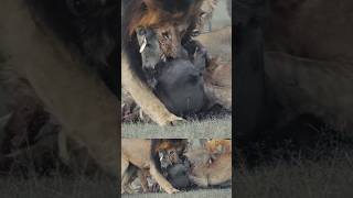 Hungry and Angry Male Lion Vs Warthog #wildlife #lion #Lionvswarthog #shortsafrica