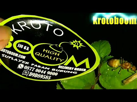 Krotoboom Cara Menjadikan Ratu Semut Kroto Youtube