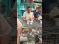 pet Market kolkata 😍/lowest price puppy dog/Gallif Street dogs #dog #dogs#doglover