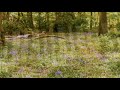 Bluebell Wood (for piano) - with footage from Eastham Woods, Wirral