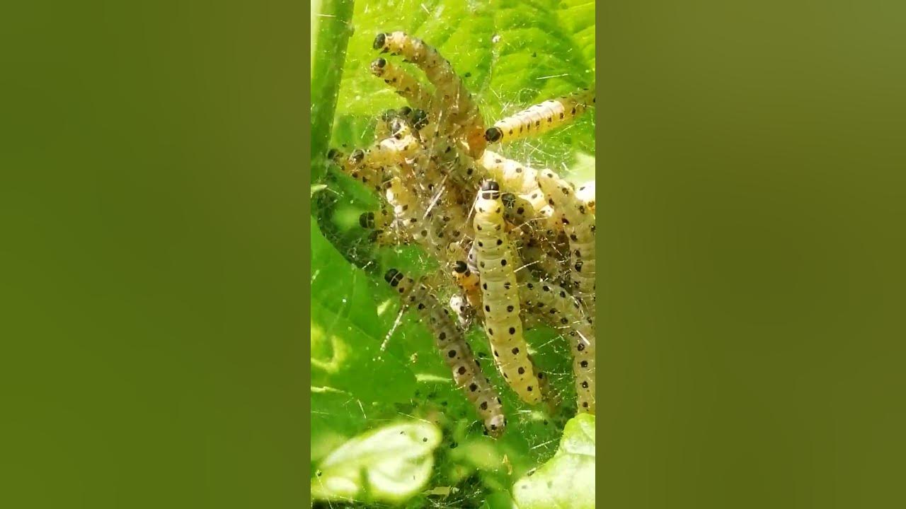 Raupe Raupen Gespinstmotte gelb mit schwarzen Punkten ohne Haare Nachtfalter / Schmetterling