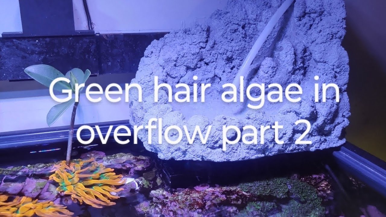 DIy live rock curing process/CONCRETE waterfall WITH A PURPOSE. fyi algae is photosynthetic.