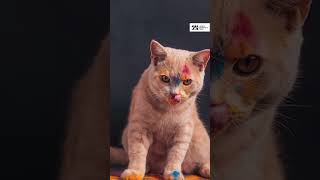 Safe Holi Celebration for Furry Friends | Dos & Don'ts for Holi | Animal Welfare | Jivdaya | NGO