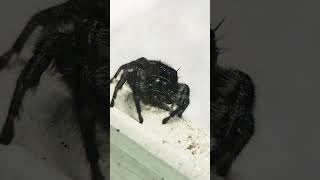 cute jumping spider details close up bug world hunting eating insect life funny adorable comedy fun