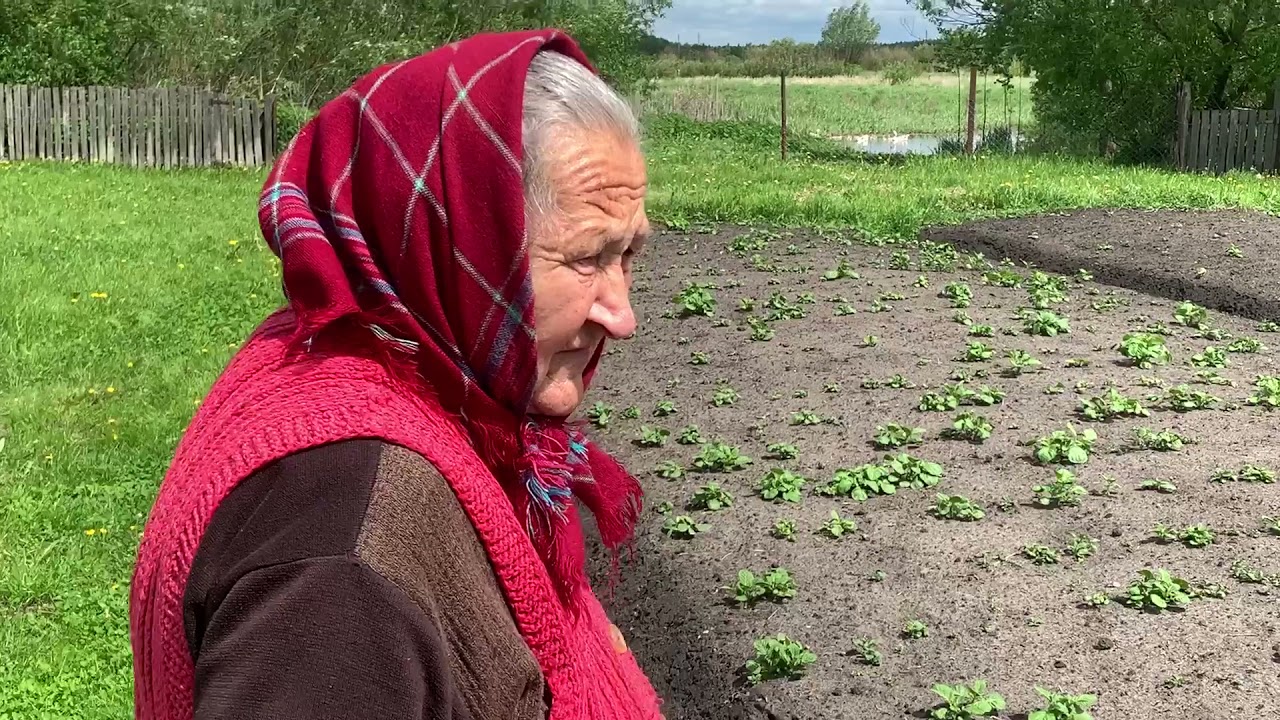 ХОЗЯЙСТВО  и ОГОРОД  деревня МОТОЛЬ , и даже растёт голубика