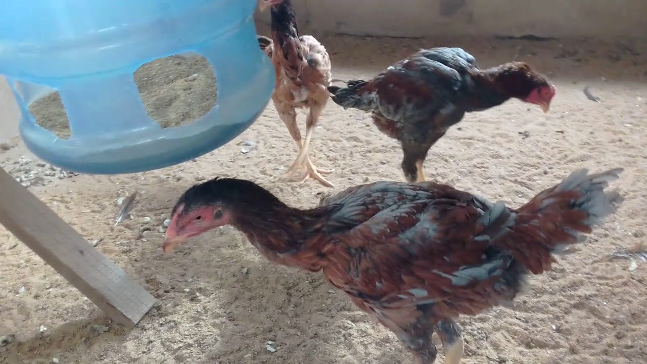 Como Estao Meus Frangos De Indio Gigantes アヴェスター