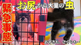 子猫達のお尻から大量の虫が出て二匹を病院へ‼まさかの診断結果にパパは猫部屋を‥【仲良し子猫姉妹の成長記録 #瓜実条虫症】