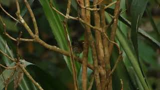 Rufous And White Wren