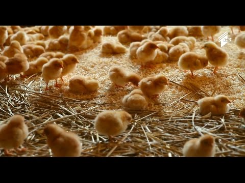 \"ფერმა\" - ქათმის ჯიშები საქართველოში, მათი მოვლა და კვების რაციონი