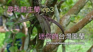 蝴蝶蘭的野生環境是什麼樣的 花卉種植養殖參考 野生蝴蝶蘭