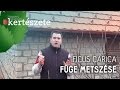 Füge metszése - Ficus carica - Megyeri Szabolcs Kertészet