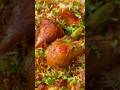 Pakistani Sindhi Biryani #shorts #trendingshorts #biryani ani