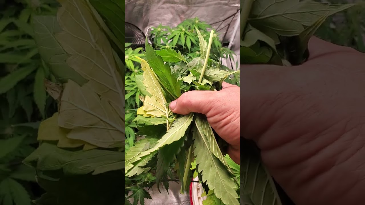 Sour diesel Auto flower update Opening up budsites and letting air flow