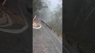 'Forget the chicken': Family stunned by hilarious Aussie road block in VIC