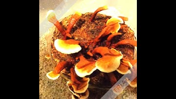 Pasteurize Hardwood Sawdust for Shiitake Mushroom Mycobags