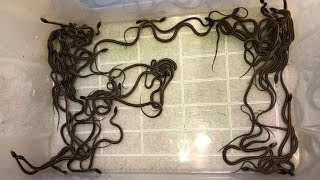 SO MANY Baby Garter Snakes 2024 by Aquarimax Pets 934 views 5 days ago 6 minutes, 16 seconds
