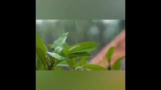 Sholawat Qod Kafani (suara merdu) Habib Salim Bin Ahmad