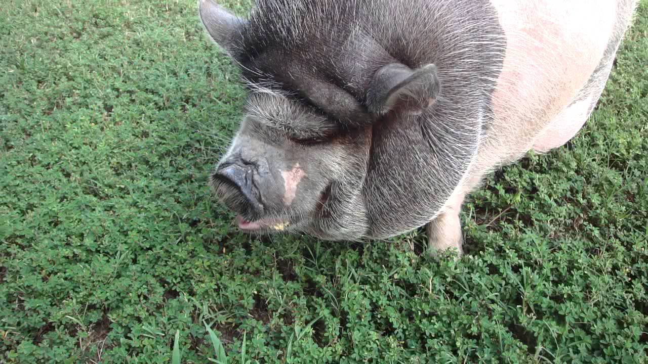 When Pigs Attack!!! In HD! YouTube