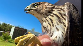 How to Catch and Cook a Hawk