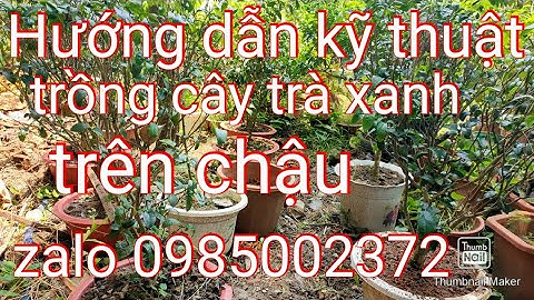 Hướng dẫn kỹ thuật trồng cây trà xanh trên chậu