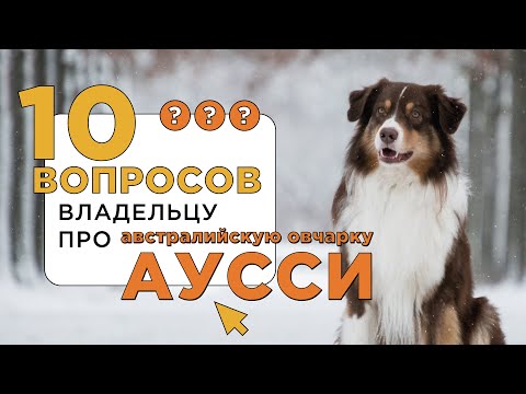 10 вопросов об АВСТРАЛИЙСКОЙ ОВЧАРКЕ 🐶