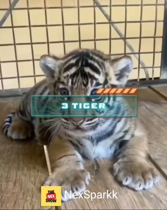 Baby Animals That Will Make You Smile #shorts #viral #trending #status #animals #cat #pets