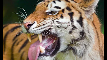 Tiger Roar, Growl (Sound)